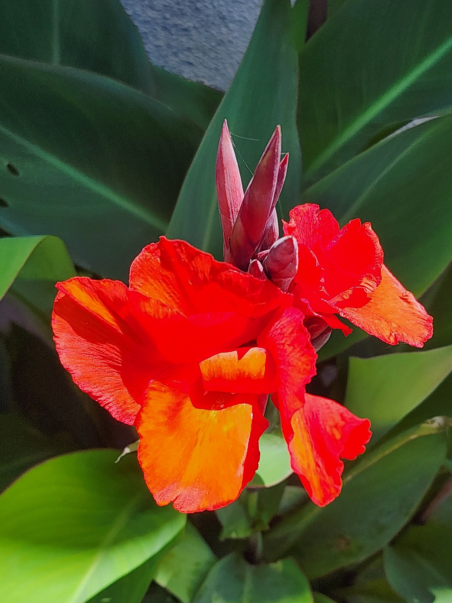 Canna × generalis (Red Canna lily/Indian Shot)