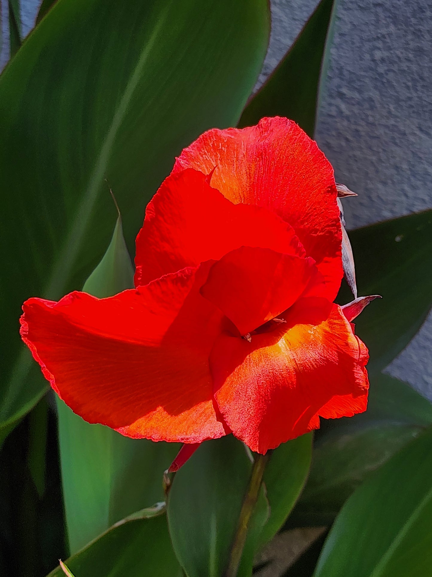 Canna × generalis (Red Canna lily/Indian Shot)