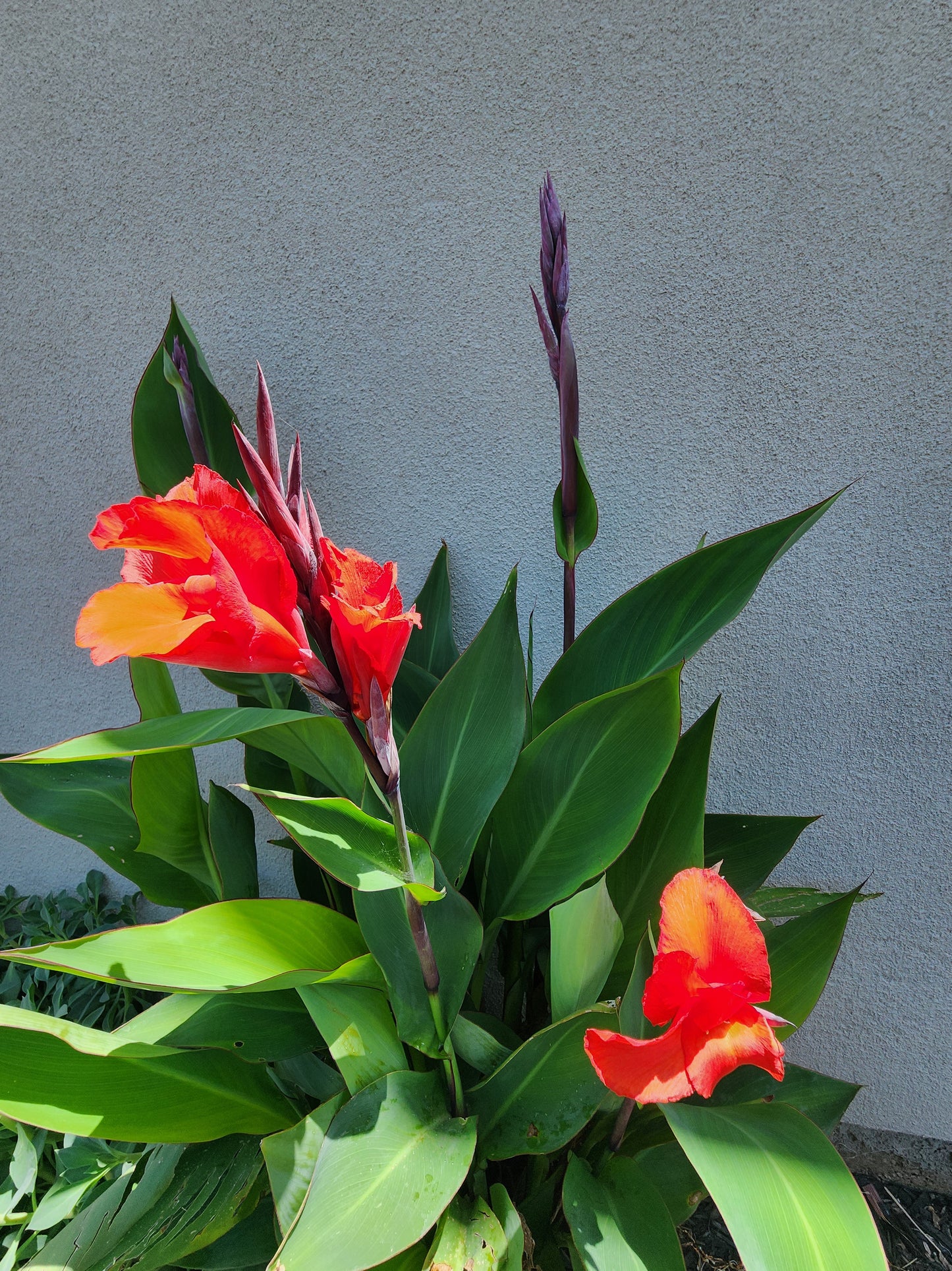 Canna × generalis (Red Canna lily/Indian Shot)