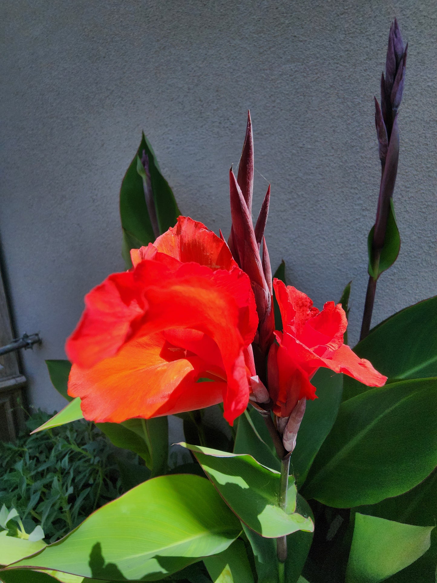 Canna × generalis (Red Canna lily/Indian Shot)