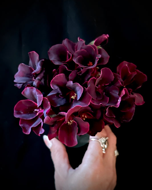 Pelargonium ‘Lorde Bute’, Regal Geranium (Martha Washington)