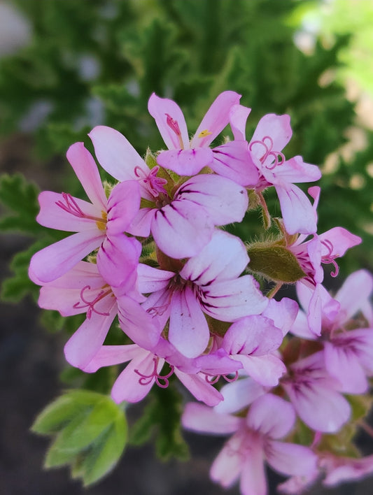 Pelargonium graveolens (Rose scented geranium)